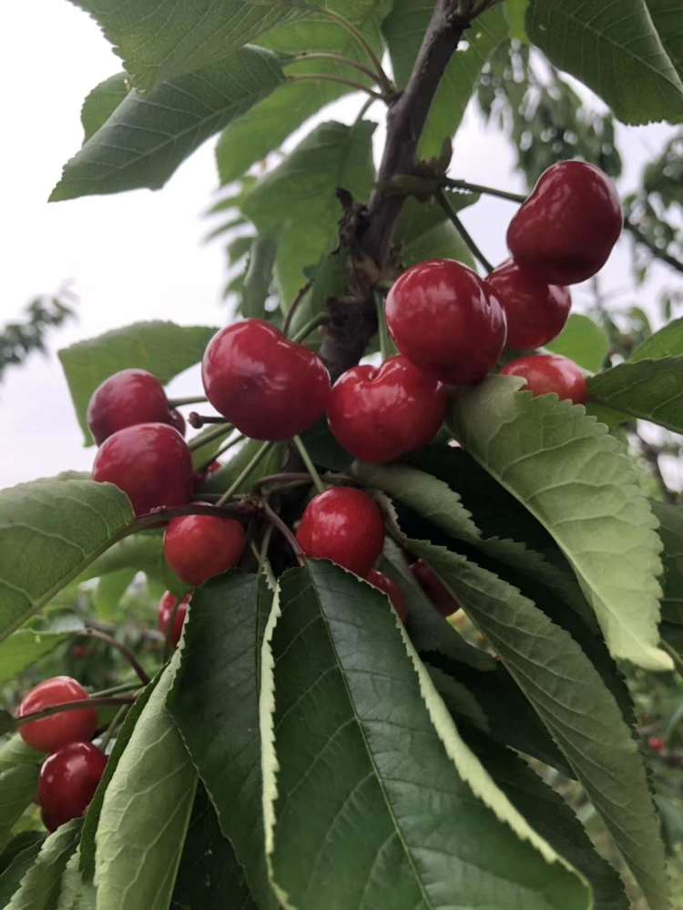 生活饮用水的检测标准 第69页