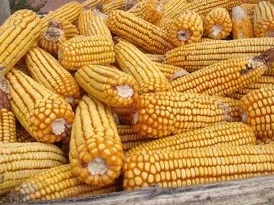 新玉米价格最新行情及分析概览
